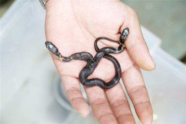 南宁动物园惊现双头眼镜蛇 互相"缠斗"