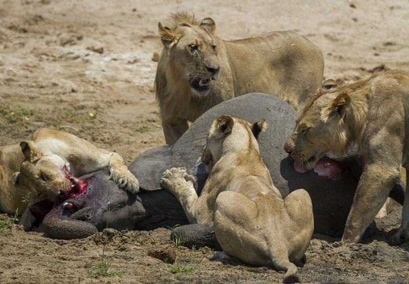 小象遭狮群围攻母象无奈舍弃 被杀死后分撕吃掉