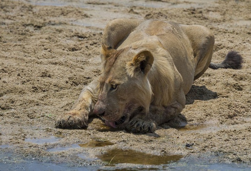 小象遭狮群围攻母象无奈舍弃 被杀死后分撕吃掉_八卦